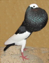 Elsterkroepfer
